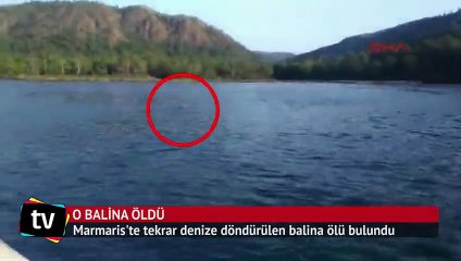 Marmaris’te dev balina karaya vurdu