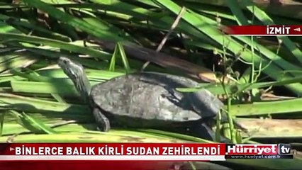 BALIK ÖLÜMLERİ KORKUTTU