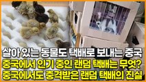 살아 있는 동물도 택배로 보내는 중국, 중국에서 인기 중인 랜덤 택배는 무엇? 중국에서도 충격받은 랜덤 택배의 진실