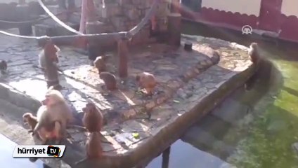 Ölü doğan yavrusunu yanından ayırmadı