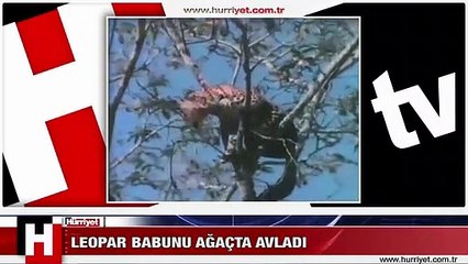 AÇ LEOPAR BABUNU AĞAÇTA AVLADI