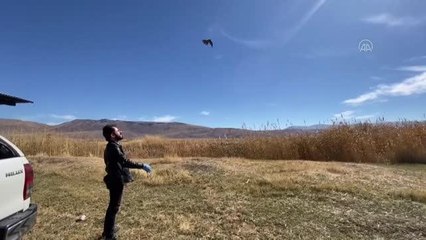 Tedavisi tamamlanan çobanaldatan kuşu doğaya salındı