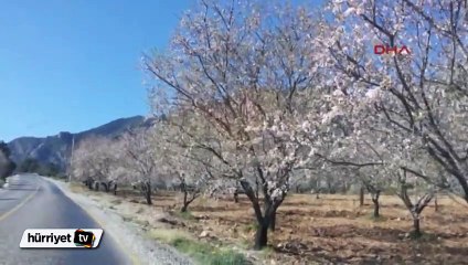 Muğla Datça’da erken bahar