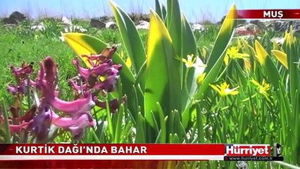 KURTİK DAĞI'NDAN MUHTEŞEM GÖRÜNTÜLER