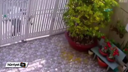 Malezya'daki sakar hırsızın başına gelenler izleyenleri güldürüyor