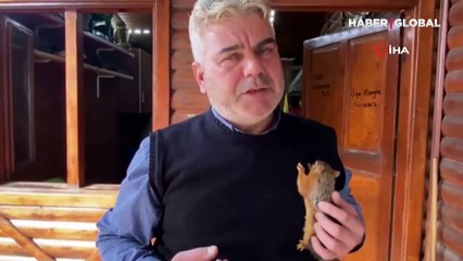 Çay tiryakisi "Boncuk" sincap çay ocağından ayrılmıyor