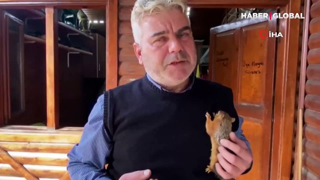 Çay tiryakisi Boncuk sincap çay ocağından ayrılmıyor