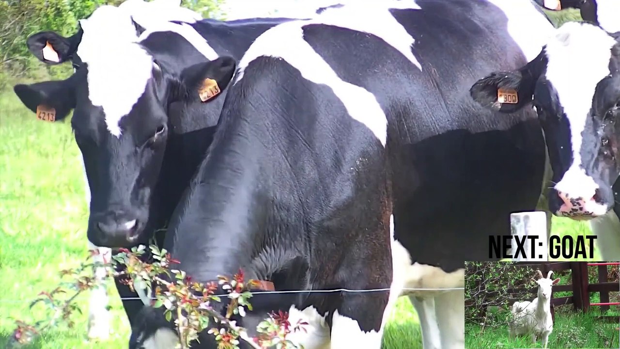 Animal sounds for children | Real Animals – Children, Babies learn animal sounds | Kiddypedia