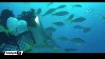Köpek balığı kameraya saldırdı