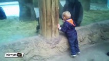 Yavru gorille saklambaç oynayan çocuk