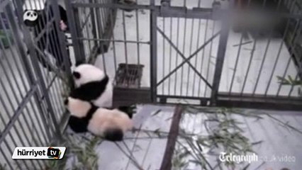 Panda bakıcısının zor anları