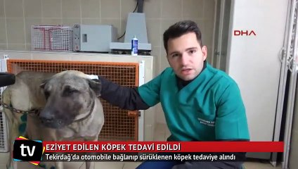 Tekirdağ'da otomobile bağlanıp sürüklenen köpek tedaviye alındı