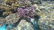 الشعاب المرجانية في مصر تقاوم التغير المناخي.. فهل تنقذ مرجان العالم؟