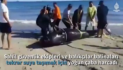 Meksika'da onlarca balina kıyıya vurdu