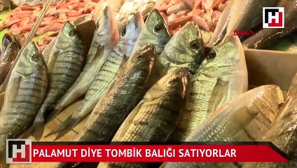 Palamut diye tombik satıyorlar