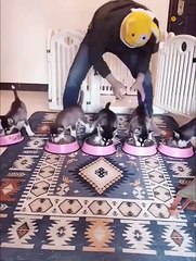 Funny Dog Videos Try Not To Laugh /// unbelievable 2022