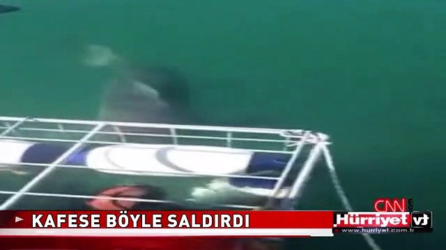 BALAYI İÇİN GİTMİŞLERDİ! KÖPEK BALIĞI BÖYLE SALDIRDI