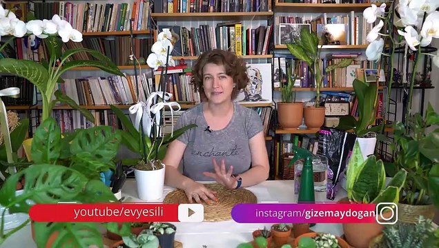 Orkide bakımının püf noktaları