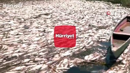Irak'ta onlarca ton balık telef oldu