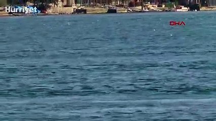 İstanbul Boğazı'nda yunuslar görüntülendi