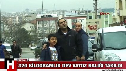 MARMARA'DAN 320 KİLOGRAMLIK DEV VATOZ BALIĞI ÇIKTI