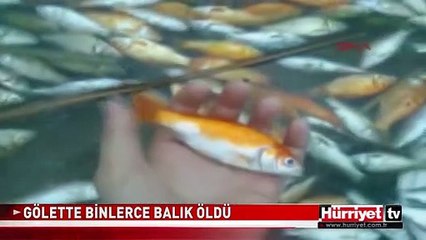 BOLU'DA GÖLETTE BİNLERCE BALIK ÖLÜMÜ
