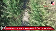 Cenup Deresi'nde toplu balık ölümleri yaşandı