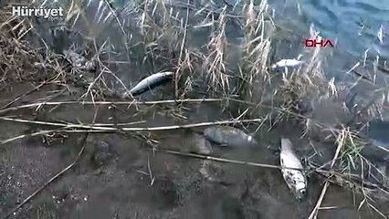 Tuzla Çayı'nın denize aktığı bölümünde balık ölümleri yaşandı