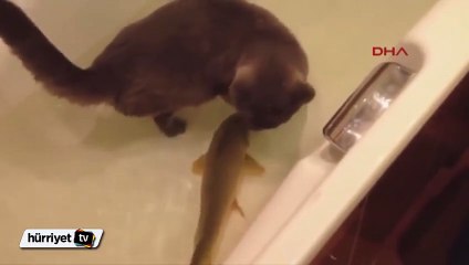 Kim demiş kediler balıkları sadece yiyecek olarak görür diye