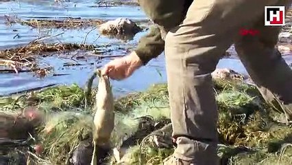 Sapanca Gölü'nde 'hayalet ağ' katliamı