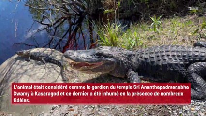 Inde : Un crocodile considéré comme ‘divin’ et ‘végétarien’ a été enterré !