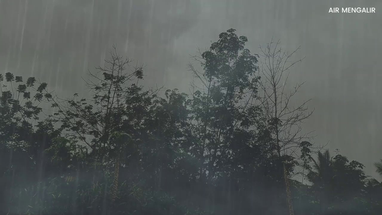 Rain Sound On Forest | Heavy Rain for Sleep, Study and Relaxation, Meditation