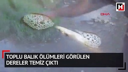 Toplu balık ölümleri görülen dereler temiz çıktı