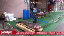 Marmara Denizi'nde 3 metrelik köpek balığı yakaladı