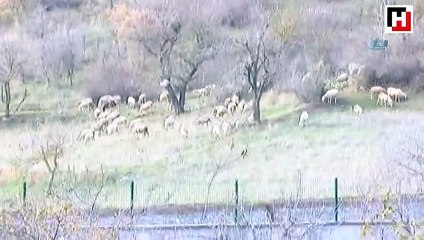 'Göle girmek yasaktır' yazıyor, ancak inekler otluyor