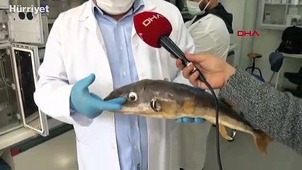 Balon balığında, kanser hastalarının acılarını dindiren zehrin üretimi için çalışmalar başladı