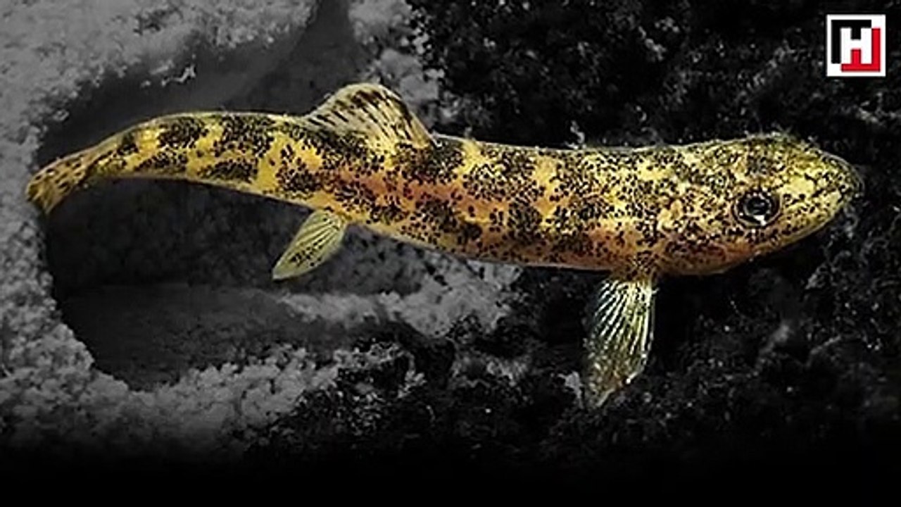 Mehmetçik buldu, bilim adamları şaşırdı: Hayret verici bir durum