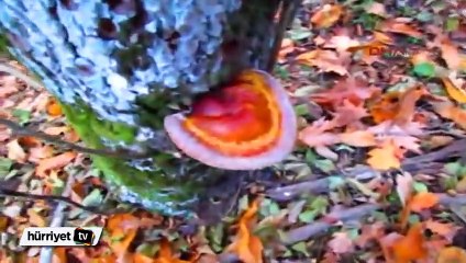 Ölümsüzlüğün kaynağı 'Reishi Mantarı' Kaz Dağları’ndan çıktı