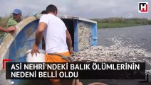 Asi Nehri'ndeki balık ölümlerinin nedeni belli oldu