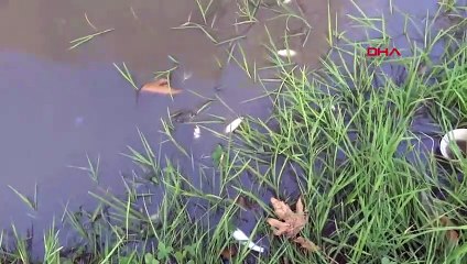 Domaniç'te çevre felaketi