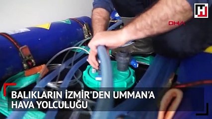 Türkiye'den aldılar... 100 ton yavru çipura böyle taşındı