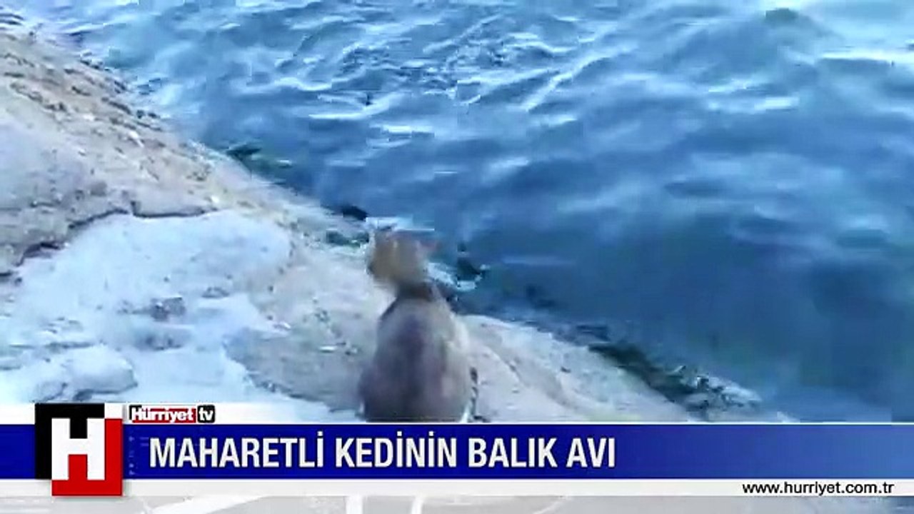 MARİFETLİ KEDİNİN BALIK AVI