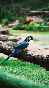 Parrot birds playing with friends very cute parrot birds