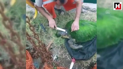 Yosun bağlamış caretta carettayı balıkçılar kurtardı