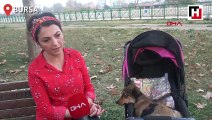Felçli köpeğini bebek arabasıyla gezdiriyor