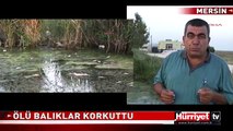 BALIK ÖLÜMLERİ KORKUTTU