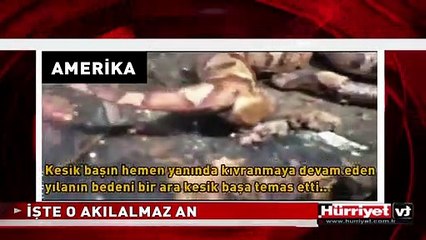 YILANIN KOPUK BAŞI KENDİ BEDENİNİ SOKTU