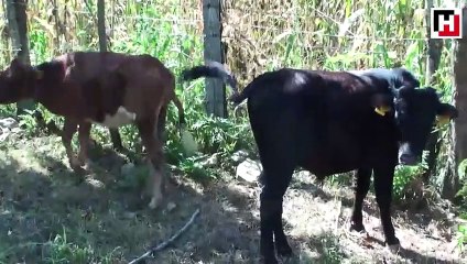 Köye inen kurtlar büyükbaş hayvanları telef etti