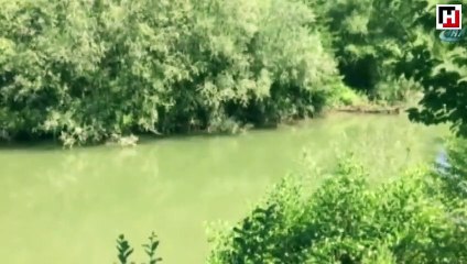 Denize yönlendirilen yunus balığı, yeniden ırmağa girdi