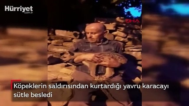 Köpeklerin saldırısından kurtardığı yavru karacayı sütle besledi